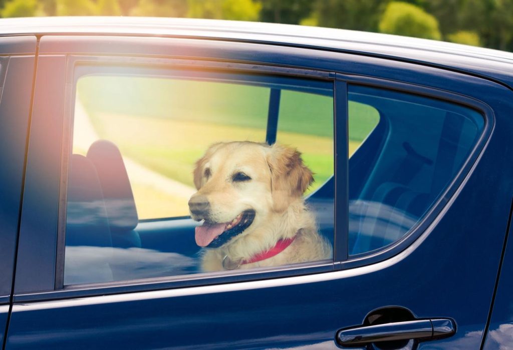 dog1