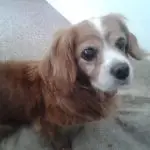 Fudge