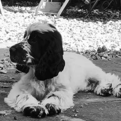 nellie
